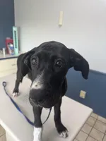 Dot, a female Great Dane for sale in Haines City, FL – Photo 3 of 5