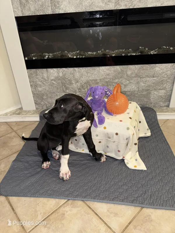Dot – Great Dane puppy for sale in Haines City, FL