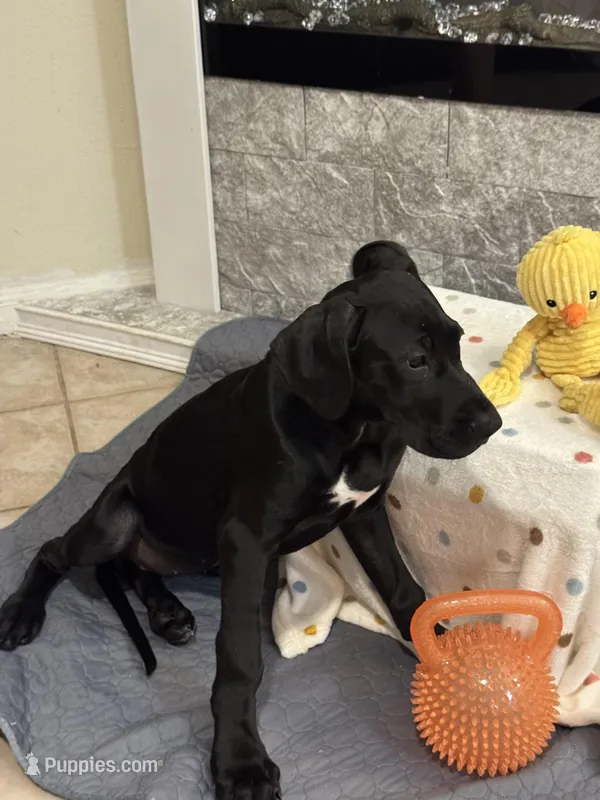 Daisy – Great Dane puppy for sale in Haines City, FL
