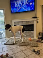 Daisy, a female Great Dane for sale in Haines City, FL – Photo 6 of 6