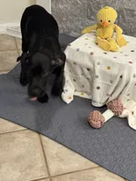 Daisy, a female Great Dane for sale in Haines City, FL – Photo 3 of 6