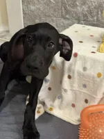 Daisy, a female Great Dane for sale in Haines City, FL – Photo 4 of 6