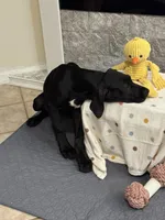 Daisy, a female Great Dane for sale in Haines City, FL – Photo 2 of 6