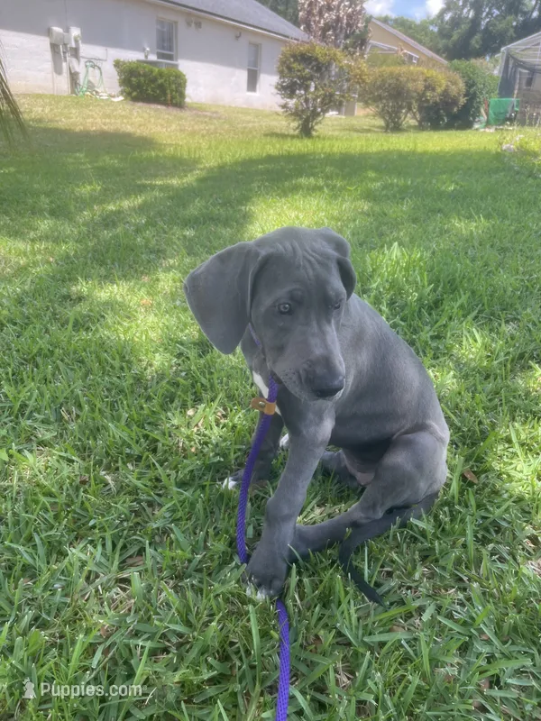 Luica – Great Dane puppy for sale in Haines City, FL