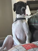 Dixy, a female Great Dane for sale in Haines City, FL – 6 of 9