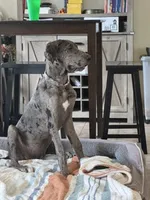 Dixy, a female Great Dane for sale in Haines City, FL – 3 of 9