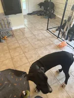 Dot, a female Great Dane for sale in Haines City, FL – 5 of 9