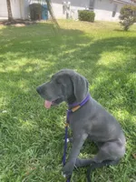 Luica, a female Great Dane for sale in Haines City, FL – 6 of 10