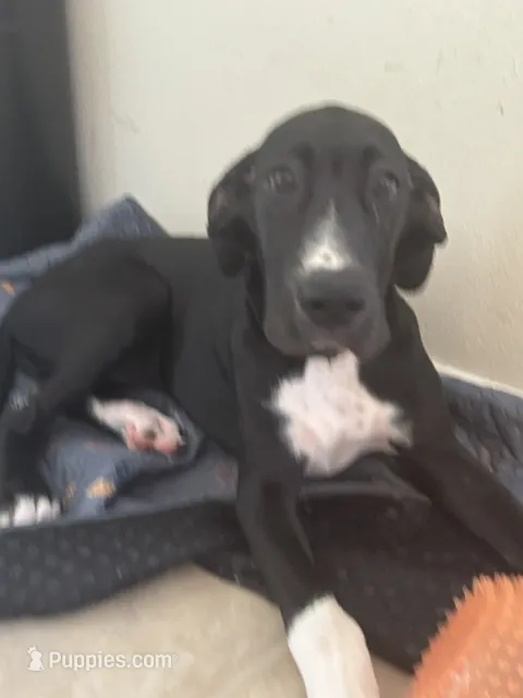 Dot – Great Dane puppy for sale in Haines City, FL