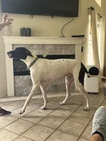 Marida, a female Great Dane for sale in Haines City, FL – 6 of 9