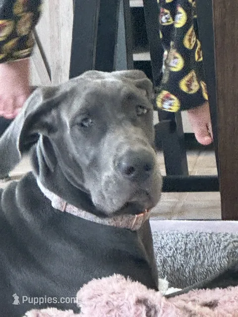 Bell – Great Dane puppy for sale in Haines City, FL