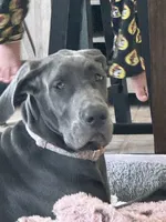 Bell, a female Great Dane for sale in Haines City, FL – 1 of 9