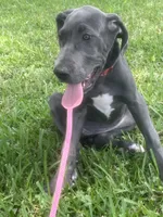 Rose, a female Great Dane for sale in Haines City, FL – 2 of 10