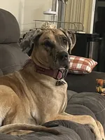 Dixy, a female Great Dane for sale in Haines City, FL – 7 of 9