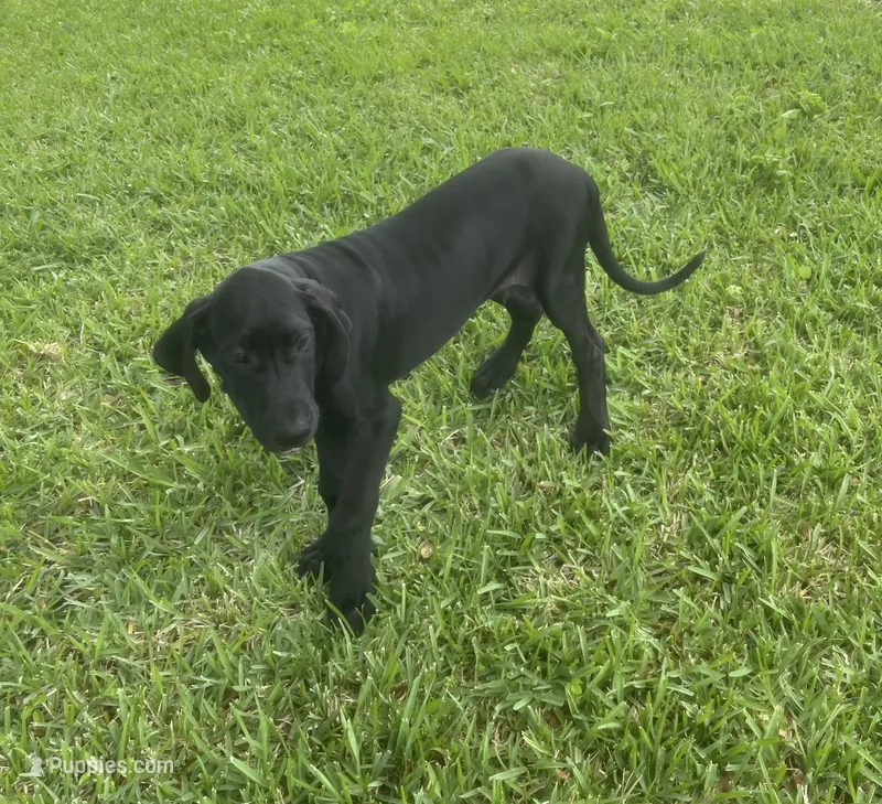 Shadow Male – Great Dane puppy for sale in Haines City, FL