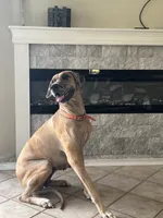 Rose, a female Great Dane for sale in Haines City, FL – 8 of 10