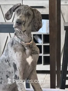 Dixy – Great Dane puppy for sale in Haines City, FL