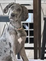 Dixy, a female Great Dane for sale in Haines City, FL – 1 of 9