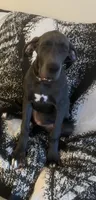 Bell, a female Great Dane for sale in Haines City, FL – 3 of 9