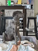 Dixy, a female Great Dane for sale in Haines City, FL – 5 of 9
