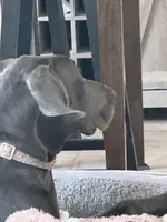 Bell, a female Great Dane for sale in Haines City, FL – 5 of 9