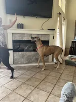 Rose, a female Great Dane for sale in Haines City, FL – 9 of 10
