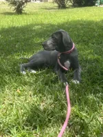 Rose, a female Great Dane for sale in Haines City, FL – 3 of 10