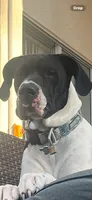 Dixy, a female Great Dane for sale in Haines City, FL – 8 of 9