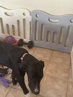 Dot, a female Great Dane for sale in Haines City, FL – 7 of 9