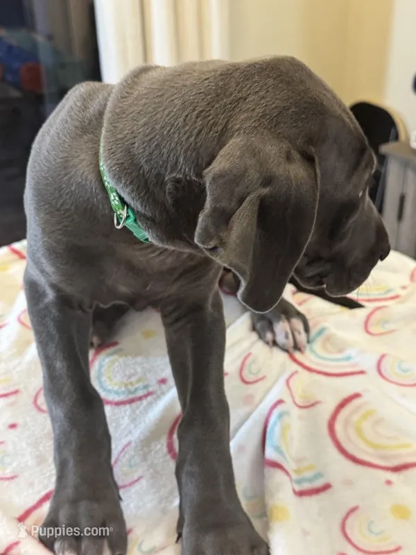 Marida – Great Dane puppy for sale in Haines City, FL