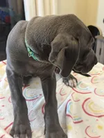 Marida, a female Great Dane for sale in Haines City, FL – Photo 1 of 6