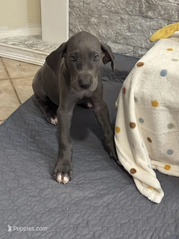 Marida – Great Dane puppy for sale in Haines City, FL