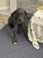 Marida, a female Great Dane for sale in Haines City, FL – Photo 3 of 6