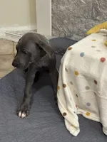 Marida, a female Great Dane for sale in Haines City, FL – Photo 2 of 6