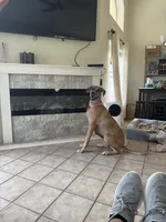 Marida, a female Great Dane for sale in Haines City, FL – 8 of 9