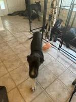 Dot, a female Great Dane for sale in Haines City, FL – 6 of 9