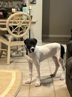 Dixy, a female Great Dane for sale in Haines City, FL – 9 of 9