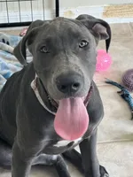 Bell, a female Great Dane for sale in Haines City, FL – 2 of 9