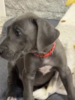 Rose, a female Great Dane for sale in Haines City, FL – Photo 5 of 10