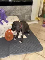 Rose, a female Great Dane for sale in Haines City, FL – Photo 2 of 10