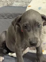 Rose, a female Great Dane for sale in Haines City, FL – Photo 4 of 10