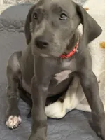 Rose, a female Great Dane for sale in Haines City, FL – Photo 7 of 10