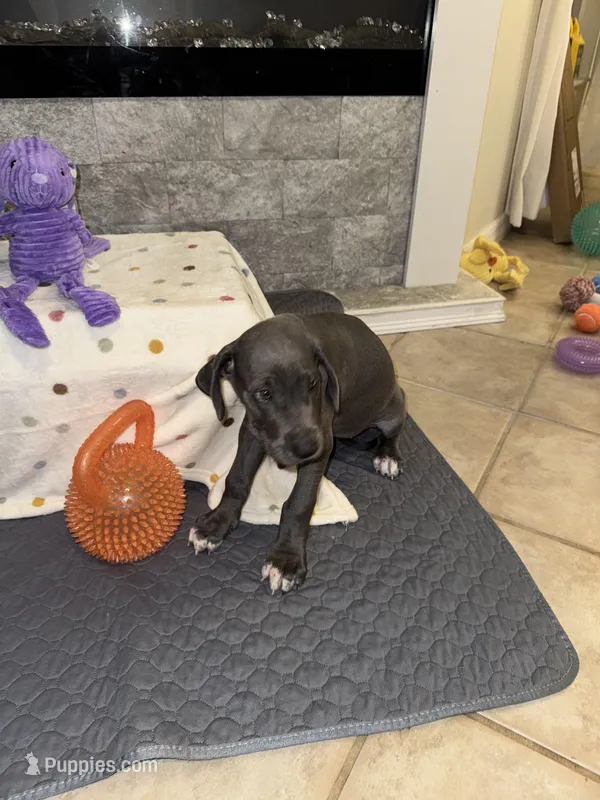 Rose – Great Dane puppy for sale in Haines City, FL