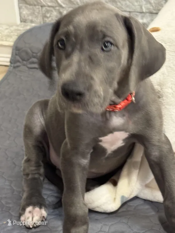 Rose – Great Dane puppy for sale in Haines City, FL