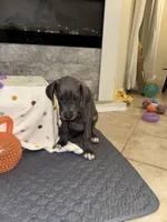 Rose, a female Great Dane for sale in Haines City, FL – Photo 3 of 10