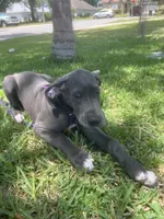 Luica, a female Great Dane for sale in Haines City, FL – 2 of 10