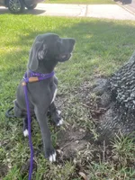 Luica, a female Great Dane for sale in Haines City, FL – 5 of 10
