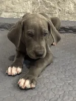 Luica, a female Great Dane for sale in Haines City, FL – Photo 3 of 9