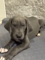 Luica, a female Great Dane for sale in Haines City, FL – Photo 4 of 9