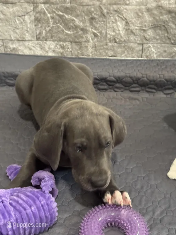 Luica – Great Dane puppy for sale in Haines City, FL